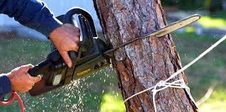 Professional Tree Removal Services in Oakland, MO